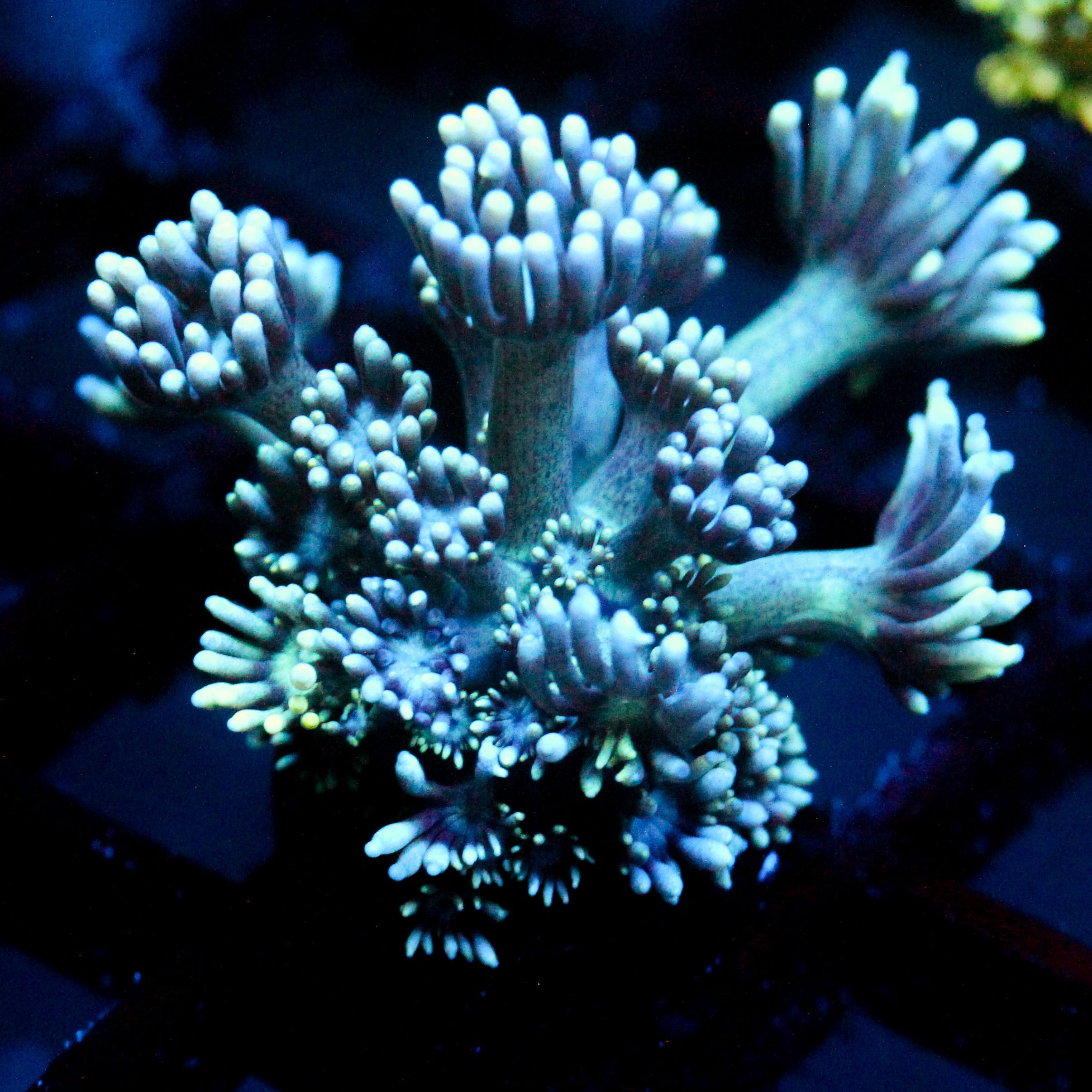 JC Deep Abyss Goni