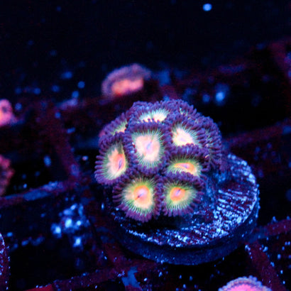JC Peach Bellini Zoanthid