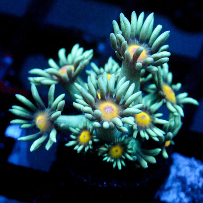 JC Sunflower Goni