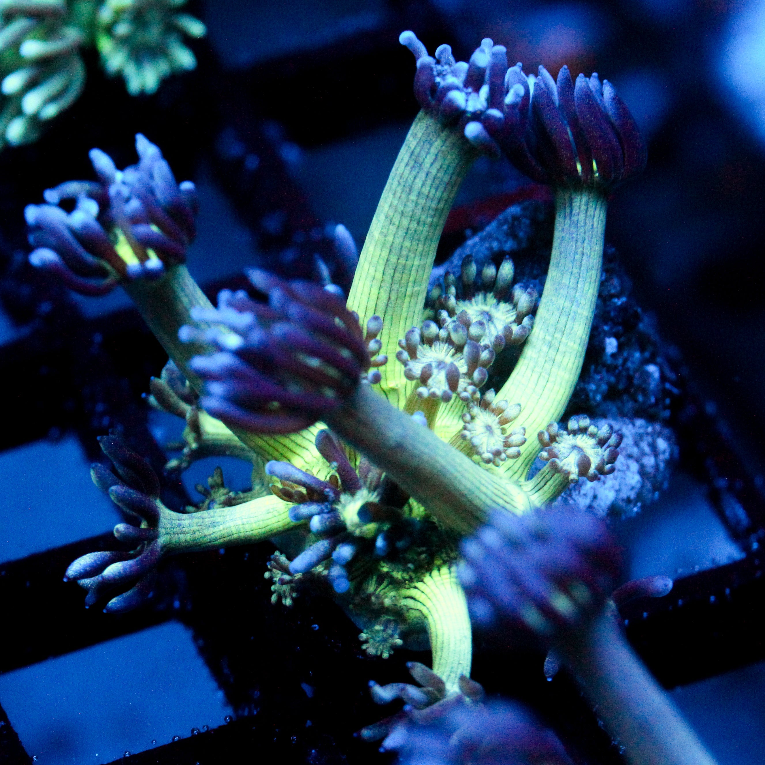 JC Peacock Goni