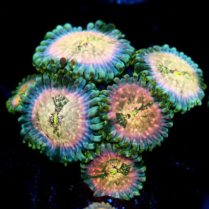 JC Hawaiian Ding Dang Zoanthid