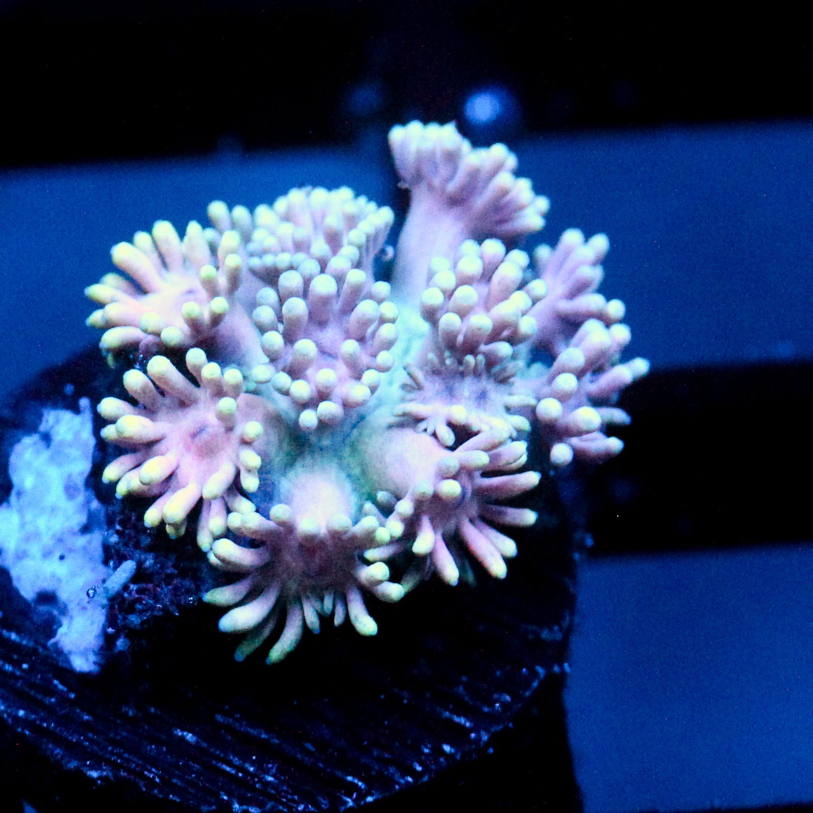 JC Pastel Garden Goni