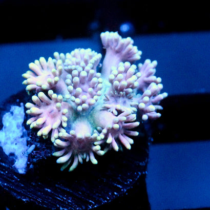 JC Pastel Garden Goni
