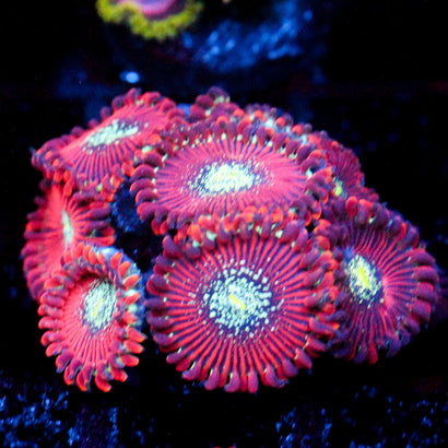 JC Magician's Zoanthid
