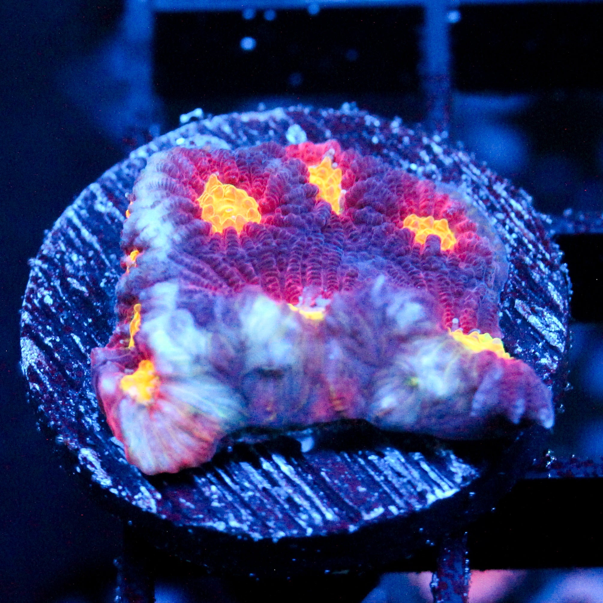 JC Red Slime Favia