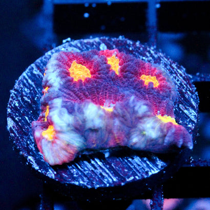 JC Red Slime Favia
