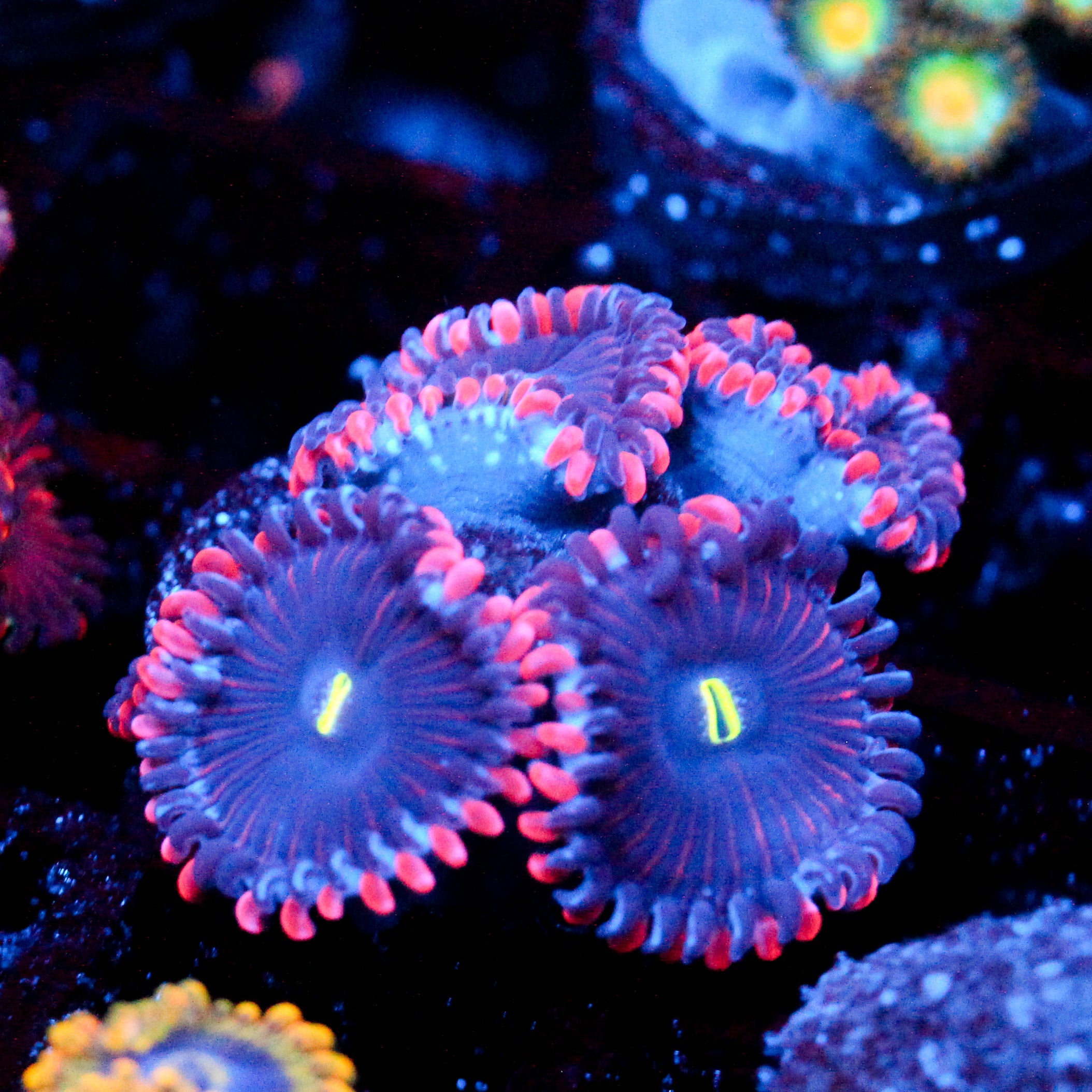 JC Purple People Eater Zoanthid