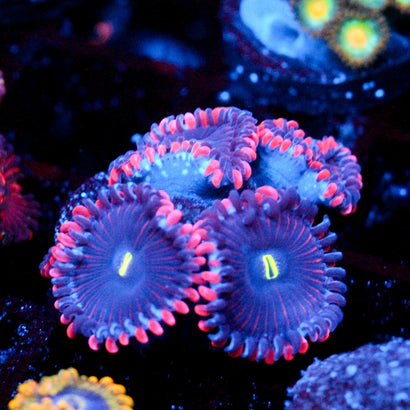 JC Purple People Eater Zoanthid