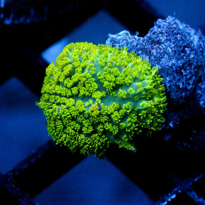 JC Neon Green Rhodactis