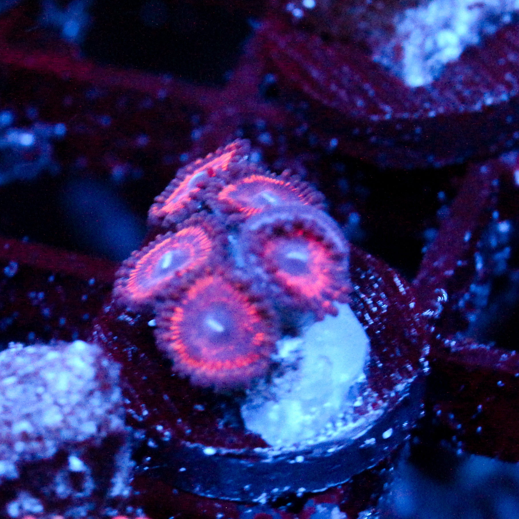 JC Sith Zoanthid