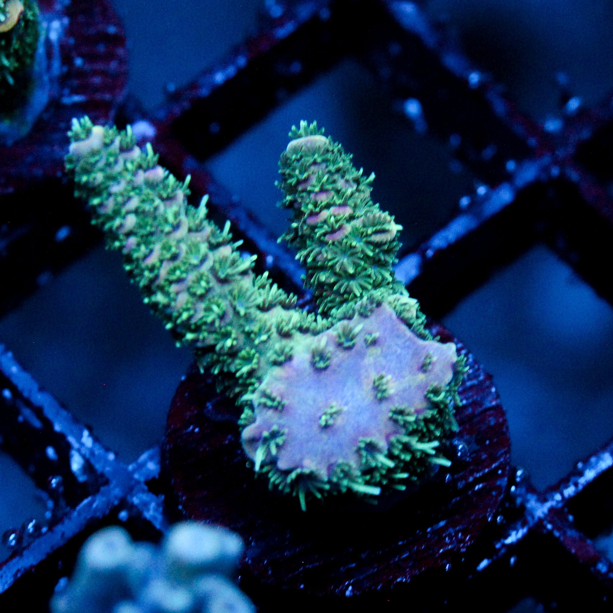 JC Royal Grass