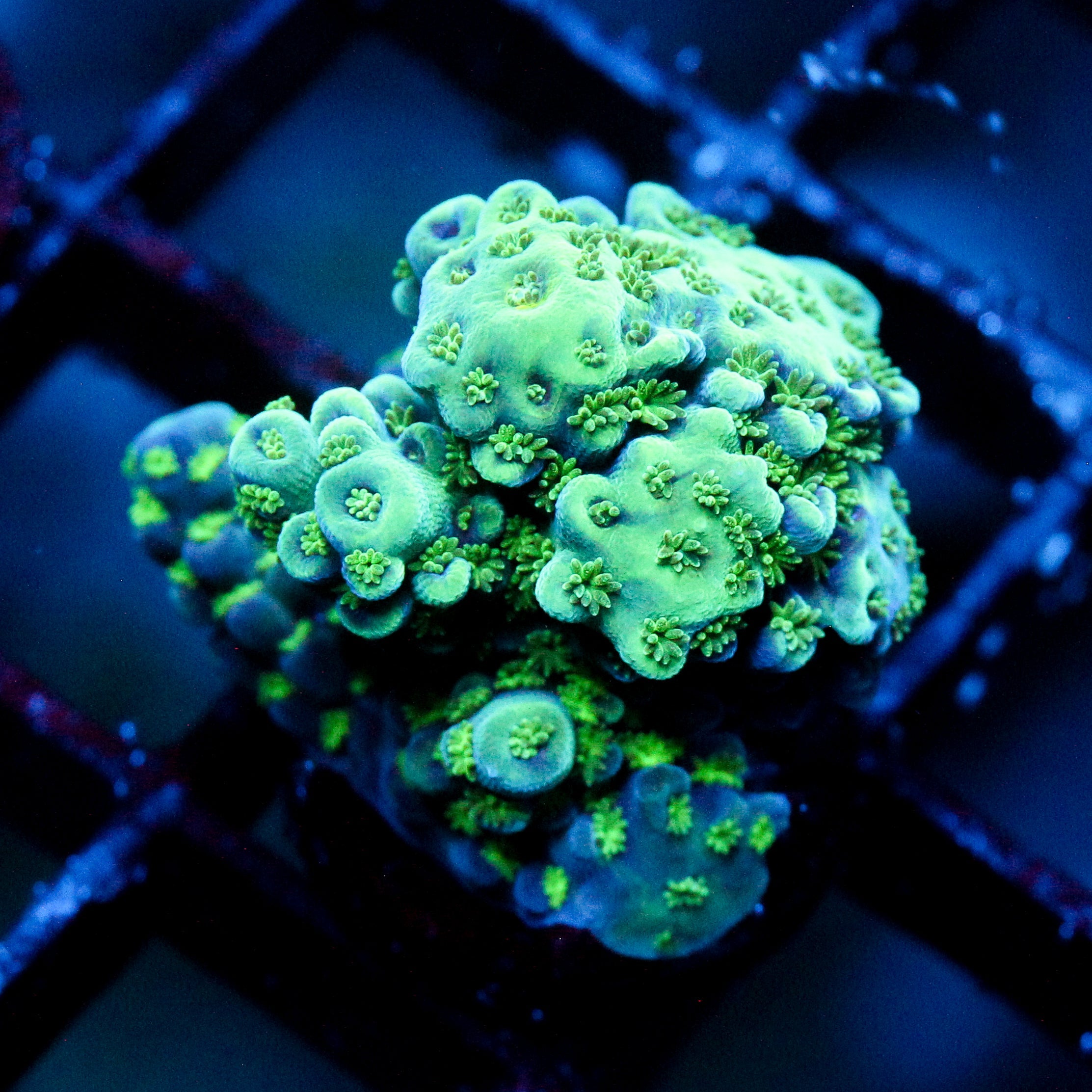 JC Green Nugget