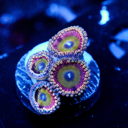 JC Javia Zoanthid