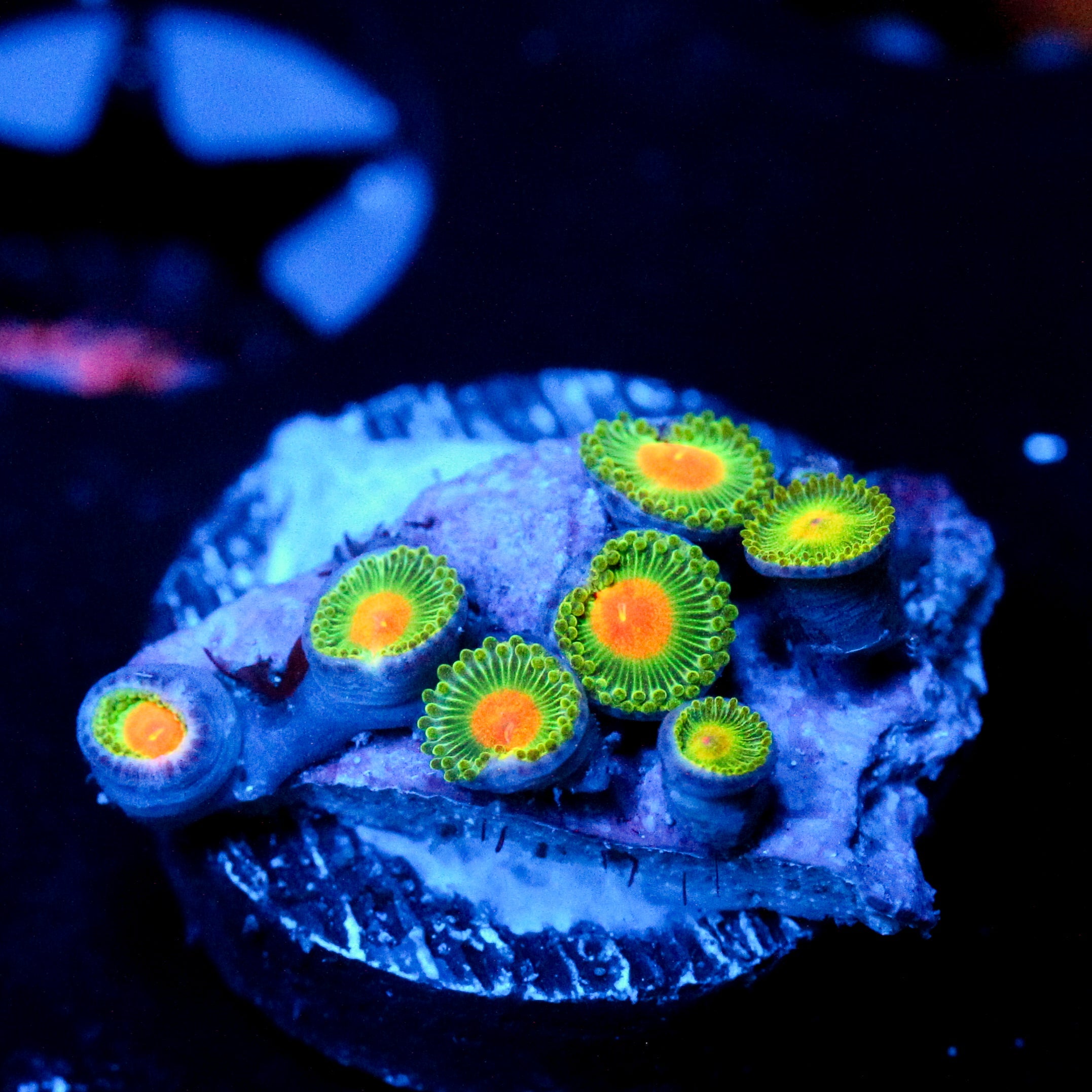 JC Irish Splash Zoanthid