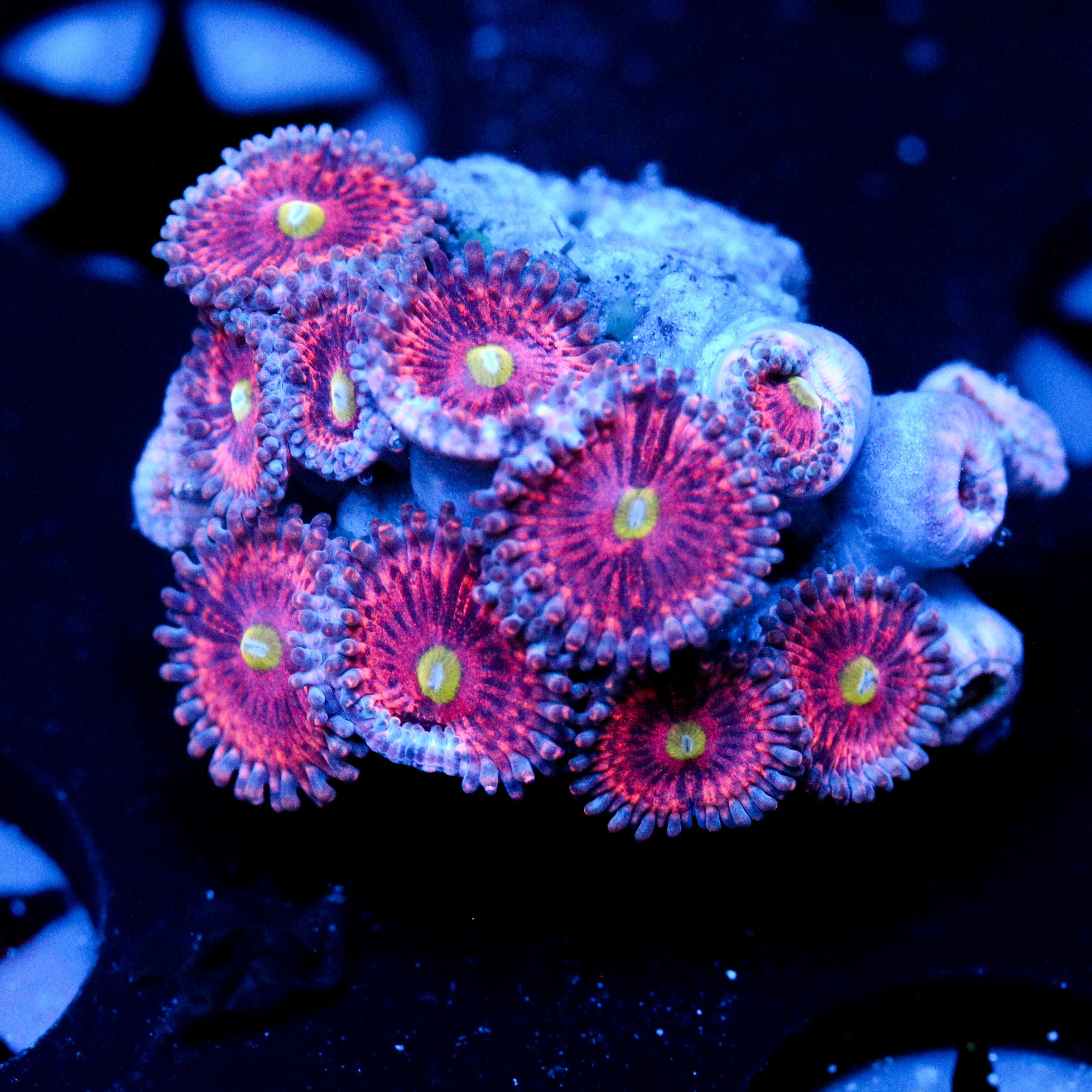 JC Pink Rose Zoanthid