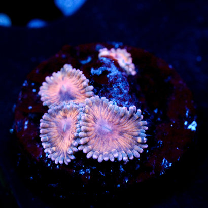 JC Chiquita Zoanthid