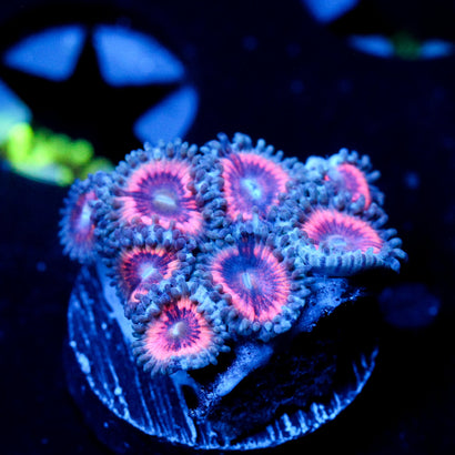 JC Armageddon Zoanthid