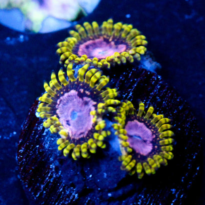 JC Purple Monster Zoanthid