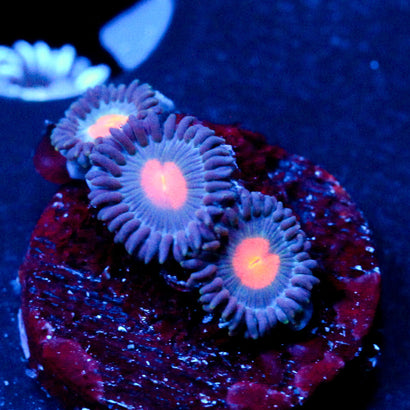 JC Blue Fever Zoanthid