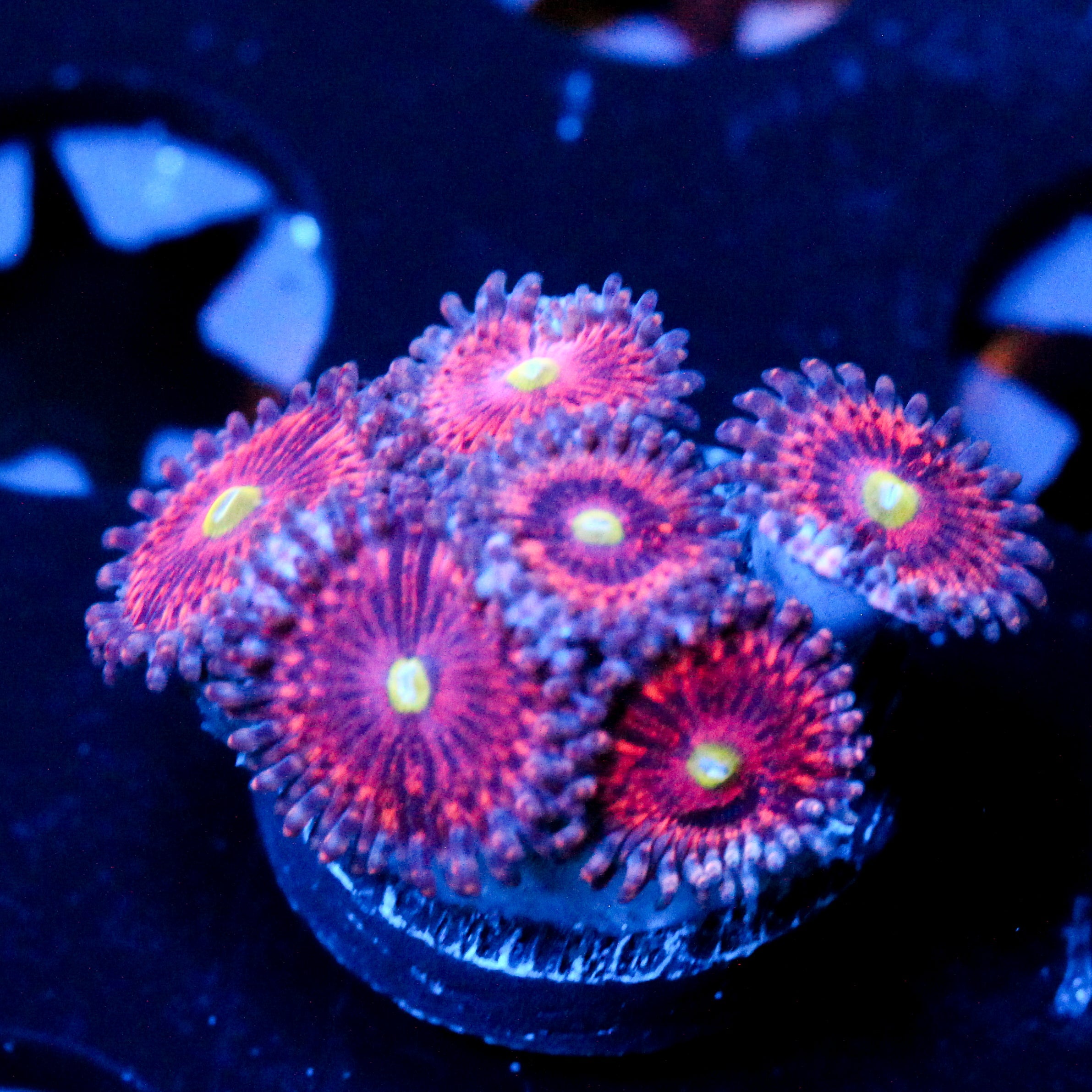 JC Pink Rose Zoanthid