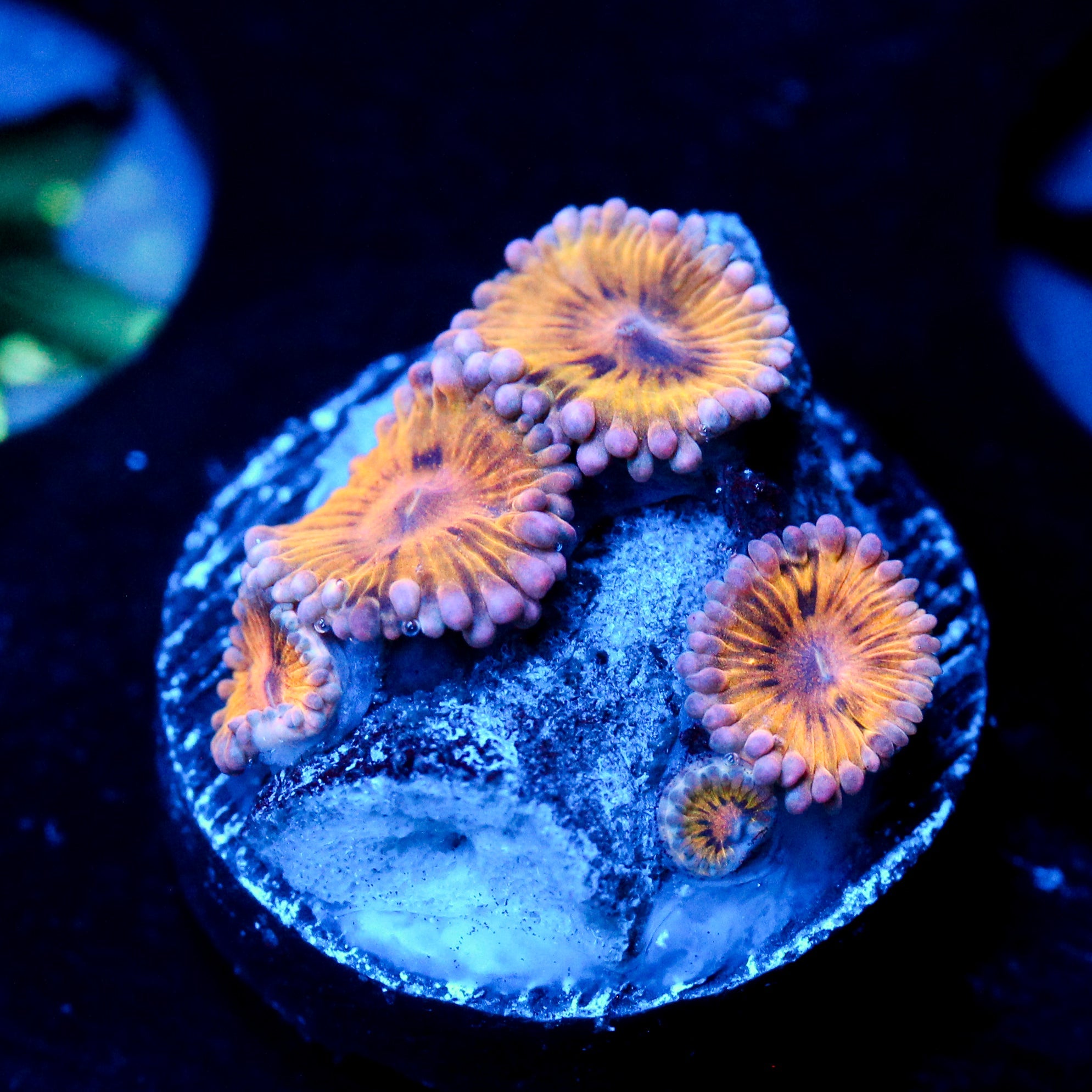 JC Golden Wonder Zoanthid