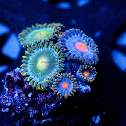 JC Zoa Garden Seed