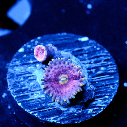 JC Pink Lemonade Zoanthid