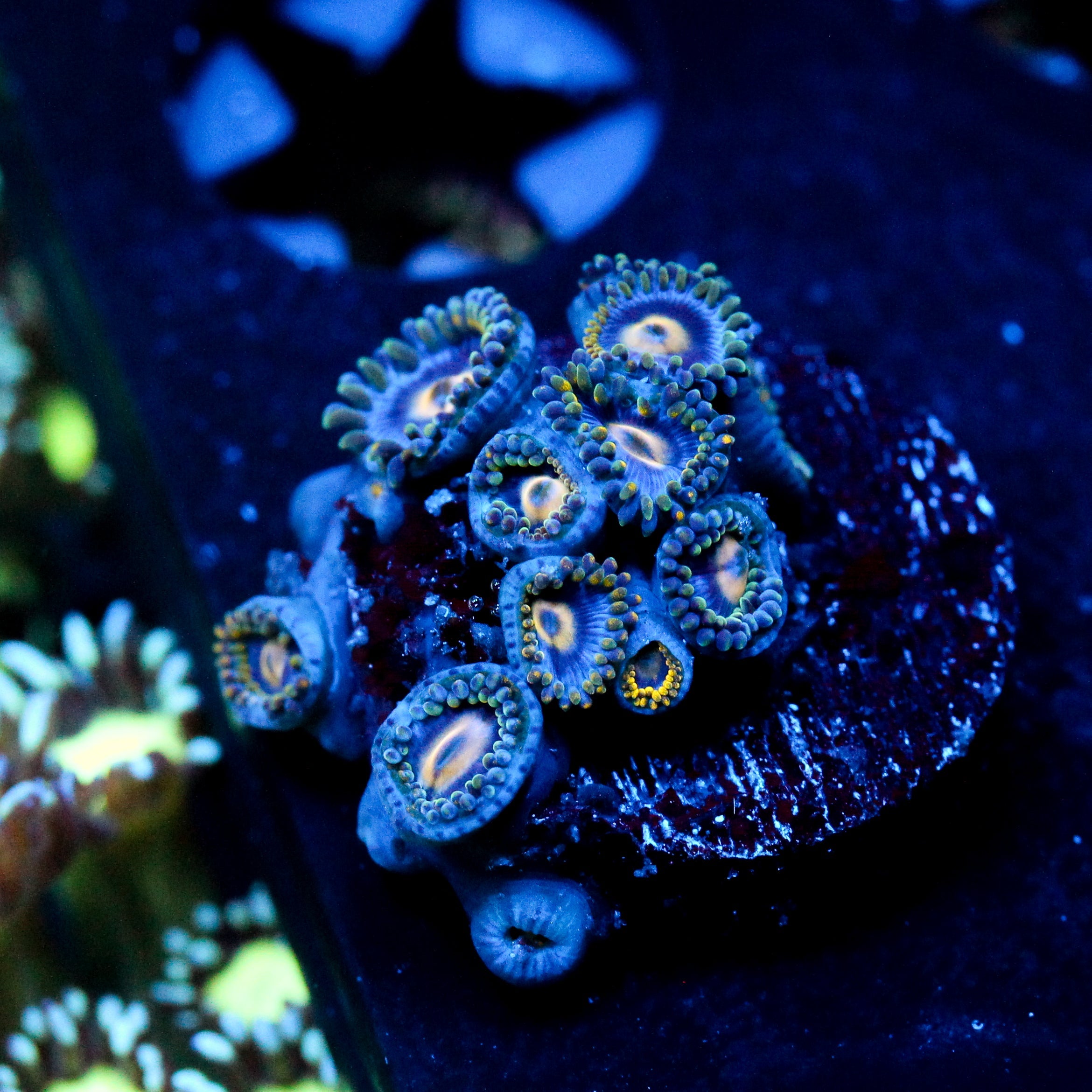 JC Gold Burst Zoanthid