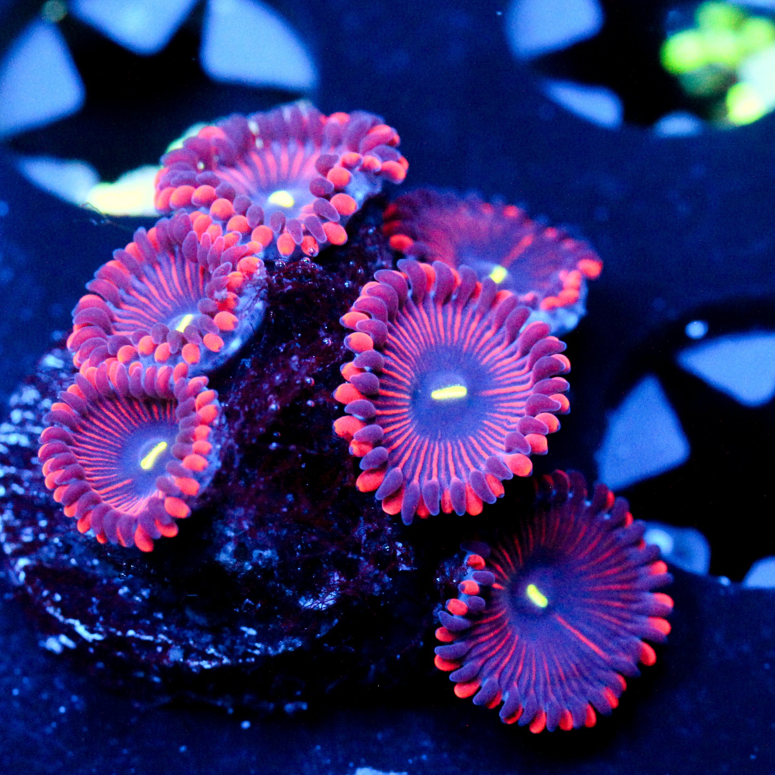 JC Purple People Eater Zoanthid