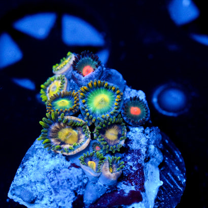 JC Zoa Garden Seed