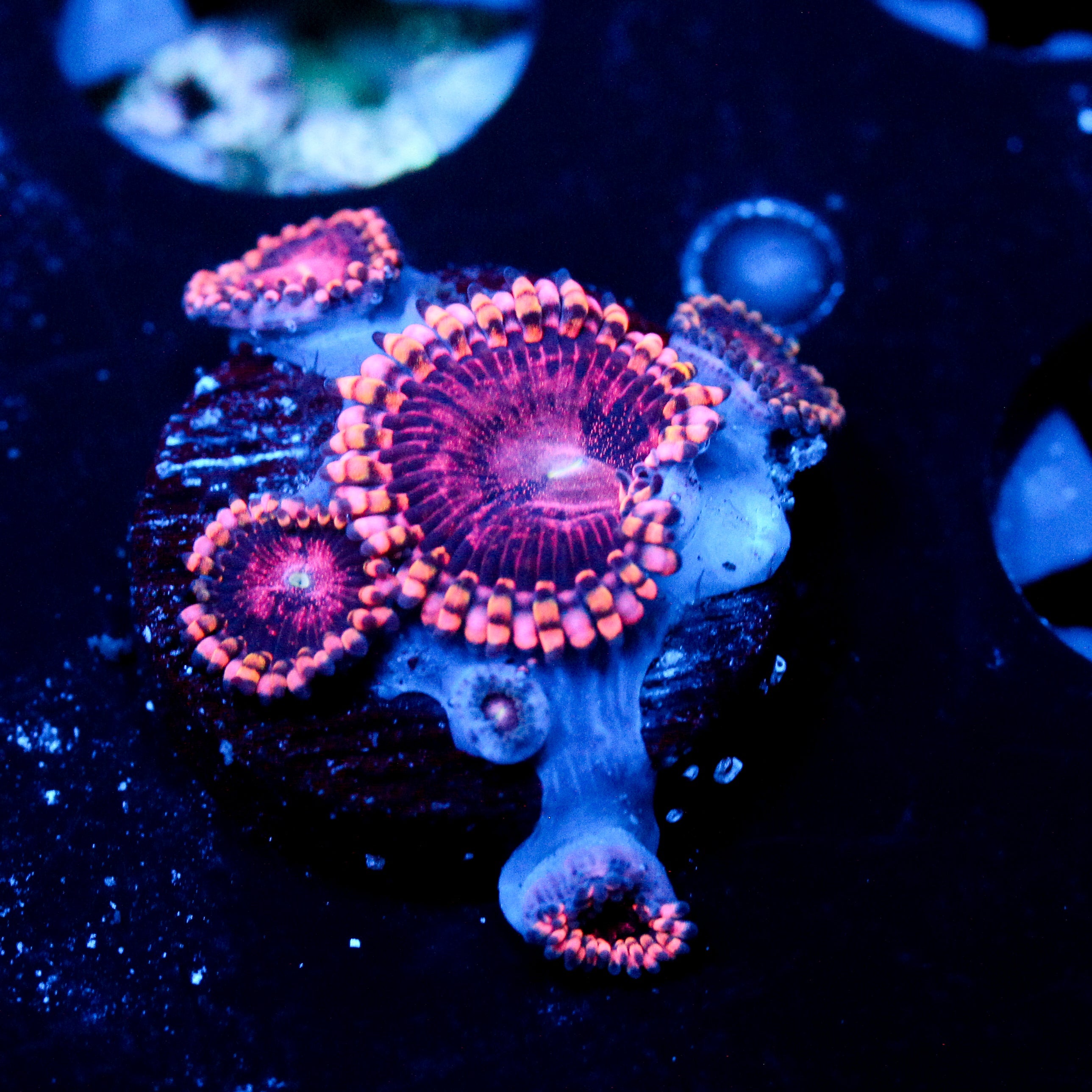 JC Purple Empress Zoanthid
