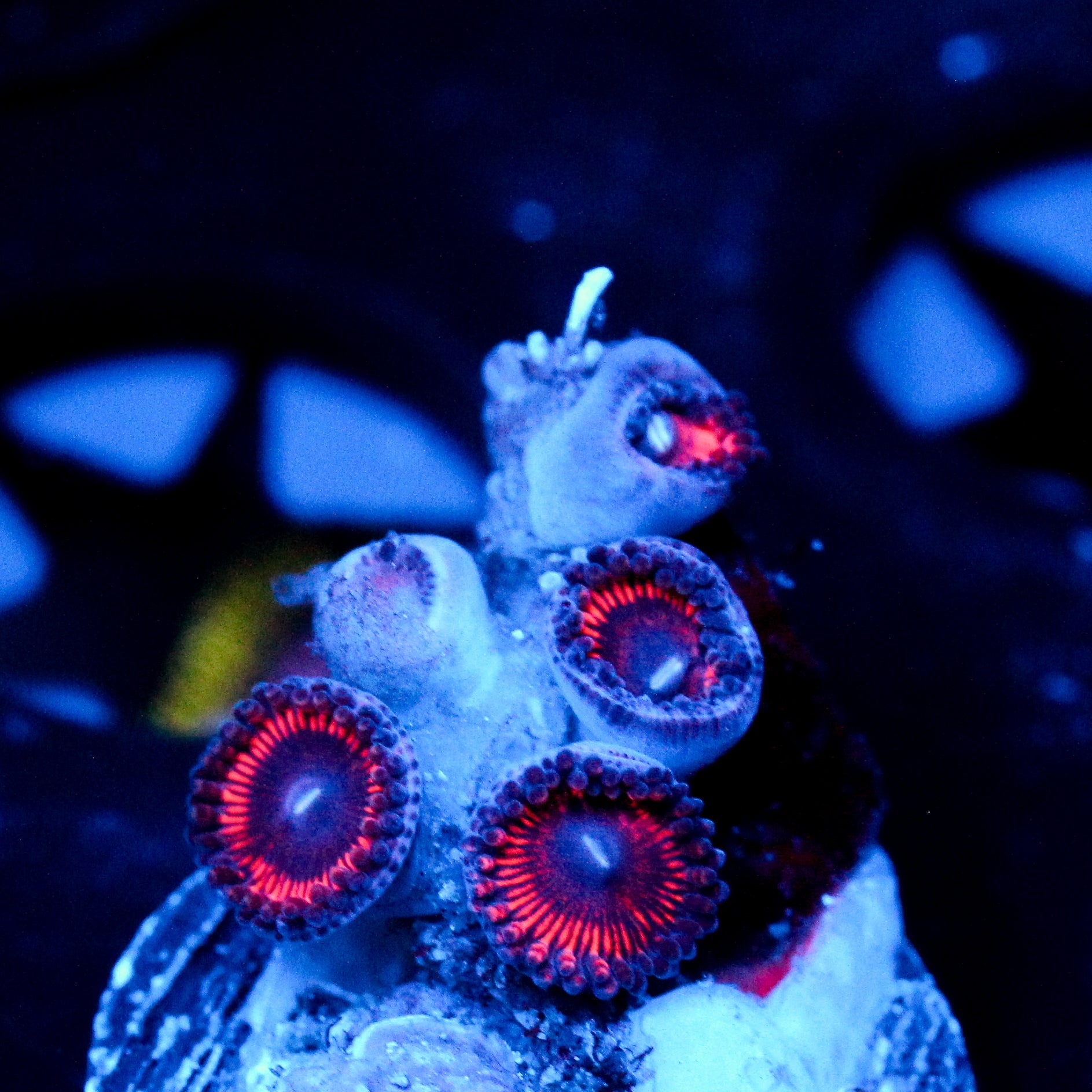 JC Sith Zoanthid