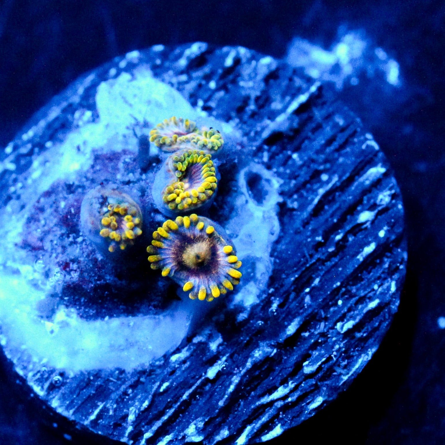 JC Gold Burst Zoanthid