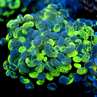 JC Ultra Splatter Hammer