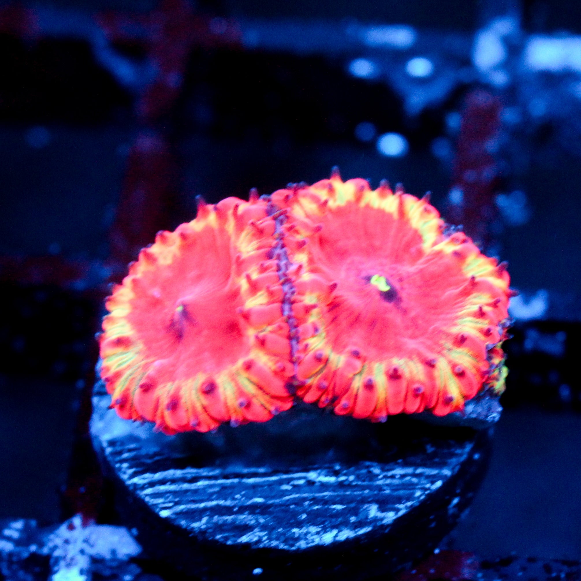 JC Supernova Blasto