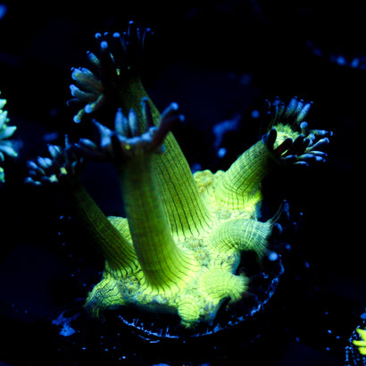 JC Peacock Goni