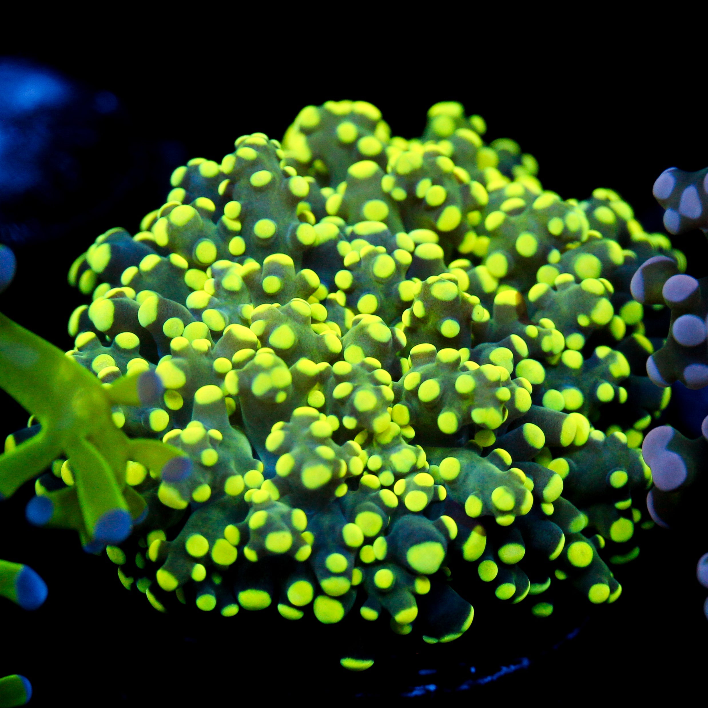 JC Neon Tip Octo