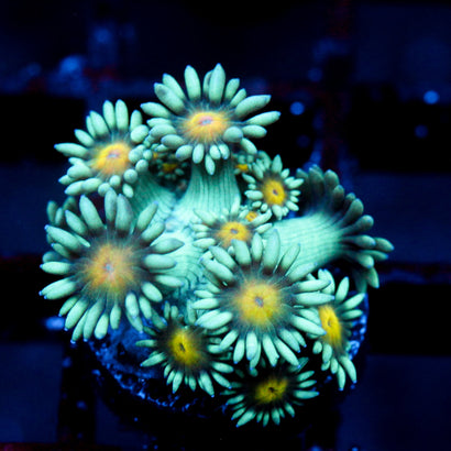 JC Sunflower Goni