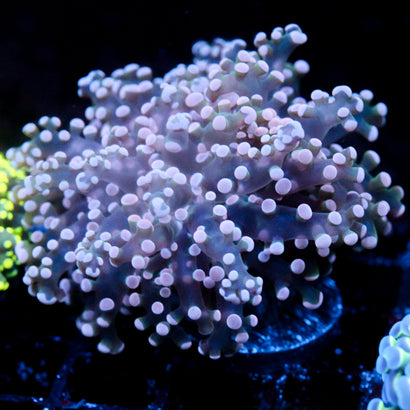 JC Pink Tip Octo