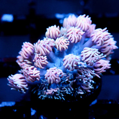 JC Witch Fingers Goni