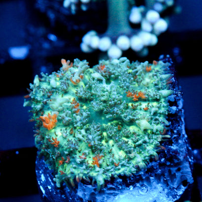 JC Bouncy Flames Rhodactis