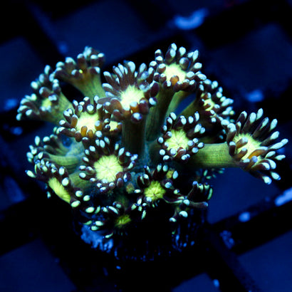 JC Cobalt Greed Goni