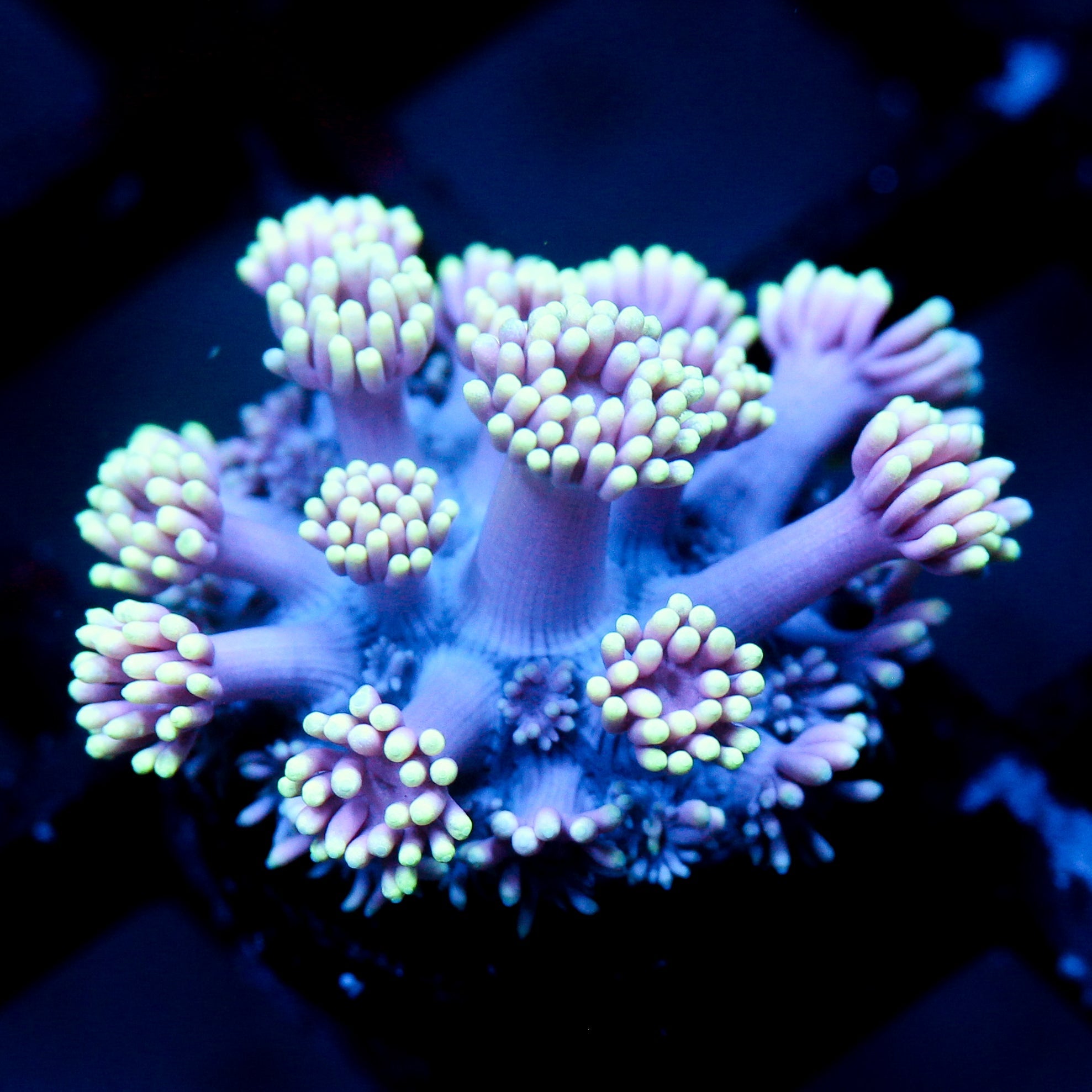 JC Neon Aurora Goni
