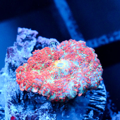 JC Head Rush Rhodactis