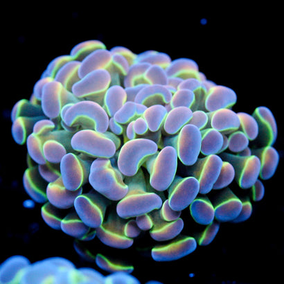 JC Ultra Hologram Hammer