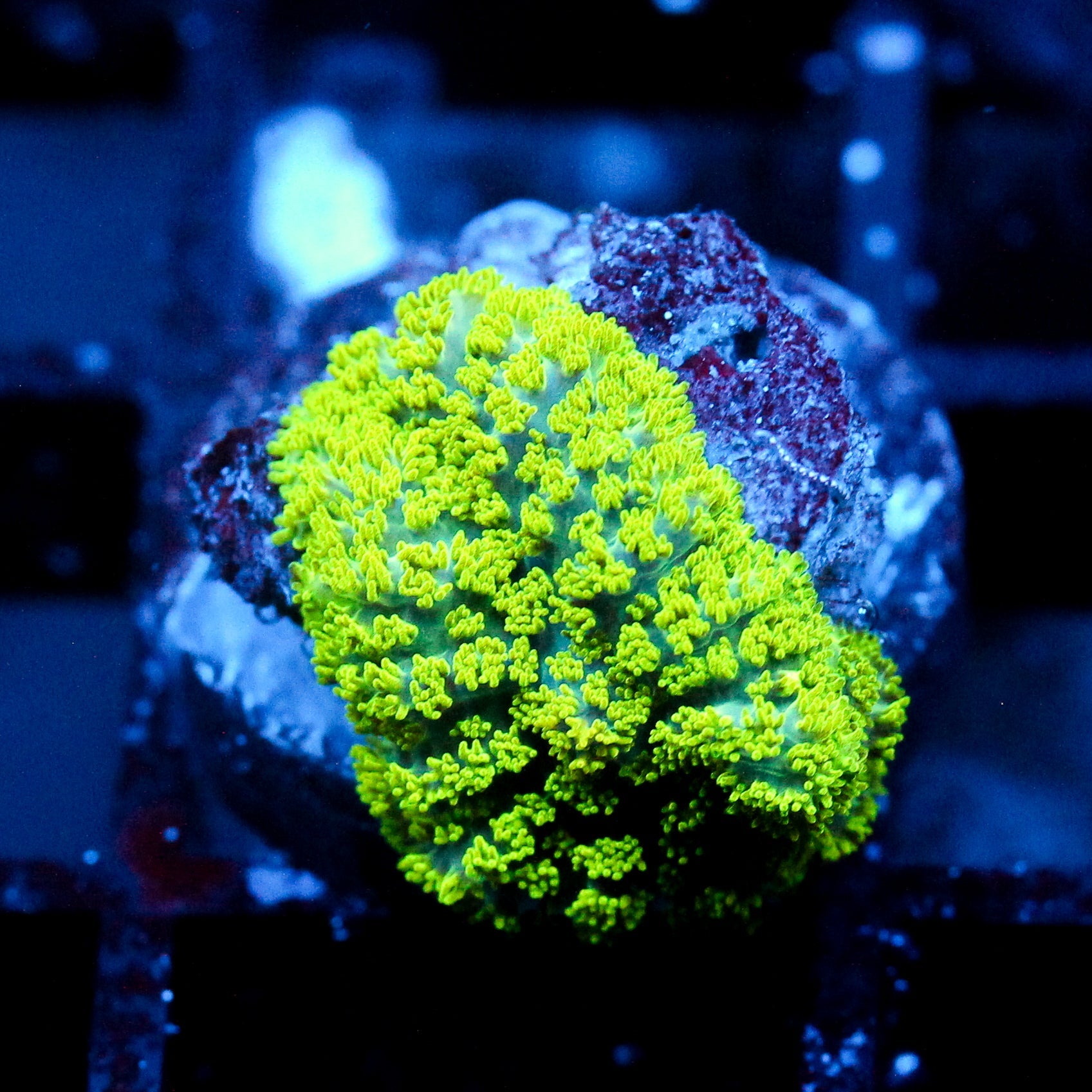JC Neon Green Rhodactis