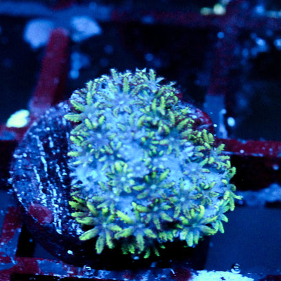 JC Sympodium Coral
