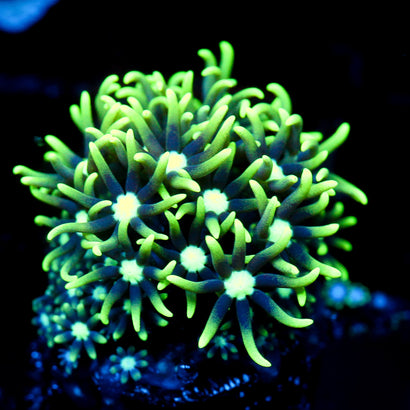 JC Gsp