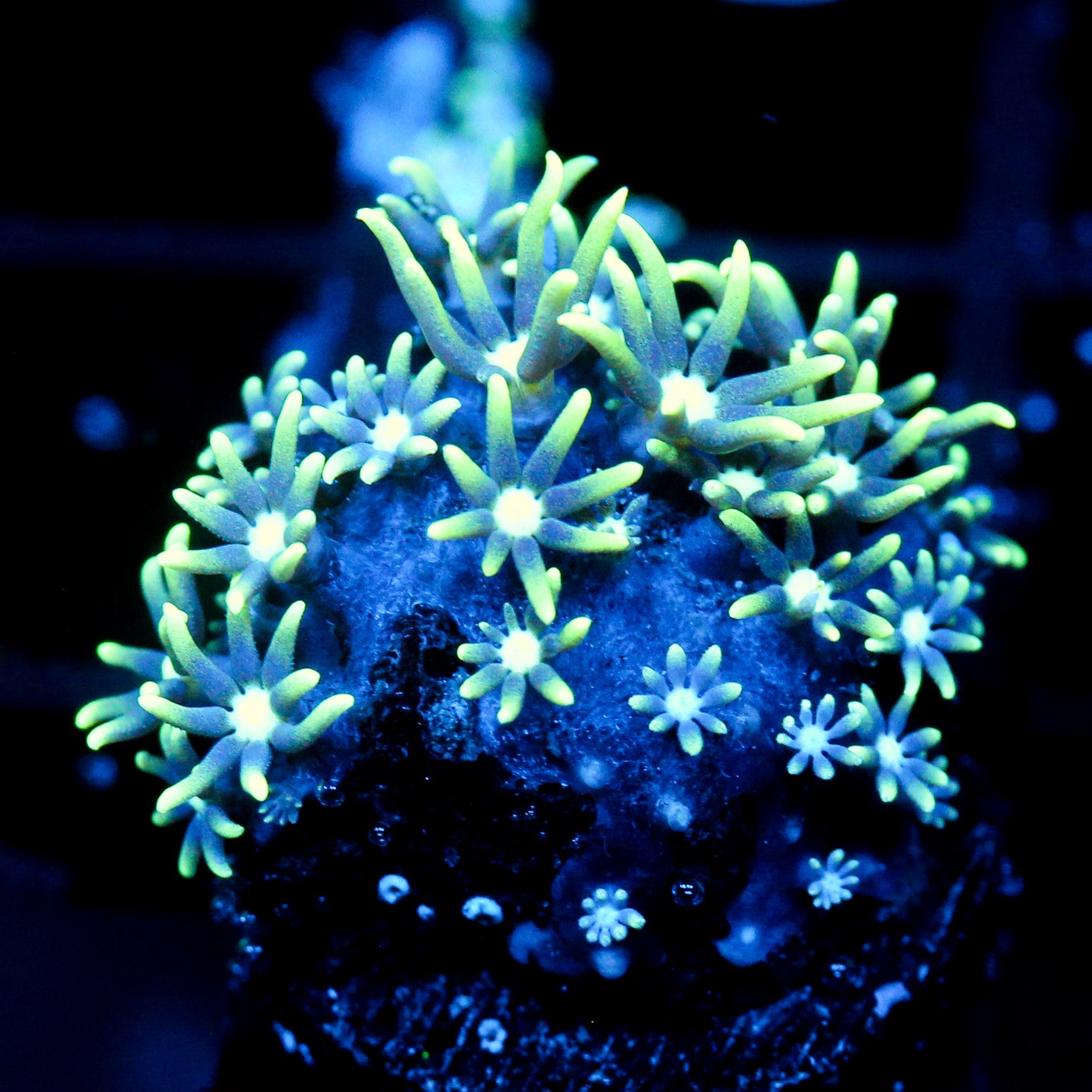 JC Star Polyp