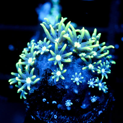 JC Star Polyp